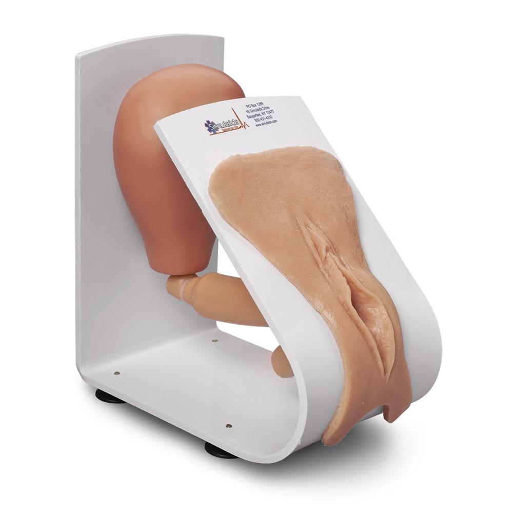 Female Catheterization Training Model - Mounted on Stand for Medical & Nursing Education | Practice Catheter Insertion for Clinical Skills