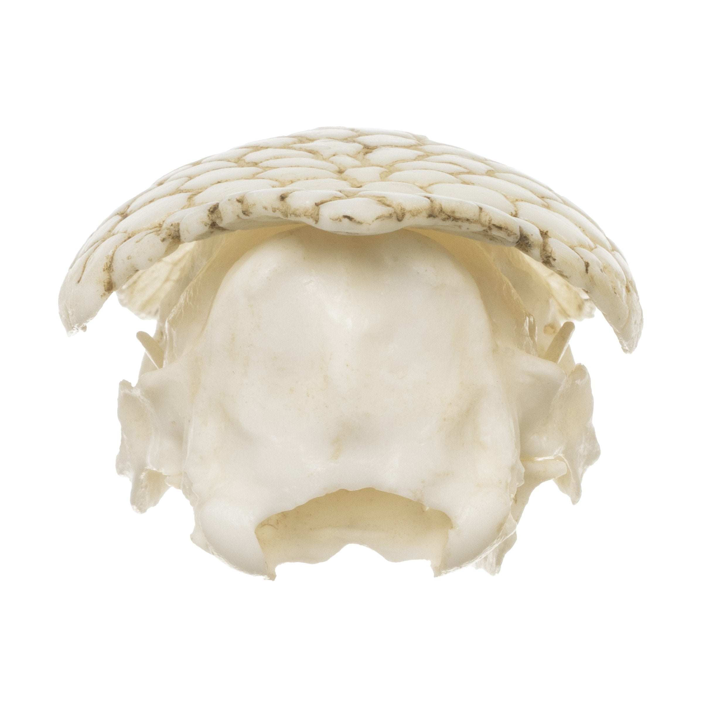Authentic Replica Nine-Banded Armadillo Skull - Lifelike Animal Skull Model for Home Decor, Educational Display, and Halloween Props