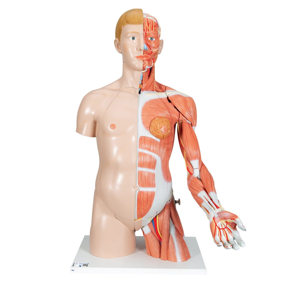 33-Part Dual Gender Torso with Muscle Arm - Anatomical Model for Medical Students & Fitness Training | Perfect for Classroom, Gym & Physical Therapy