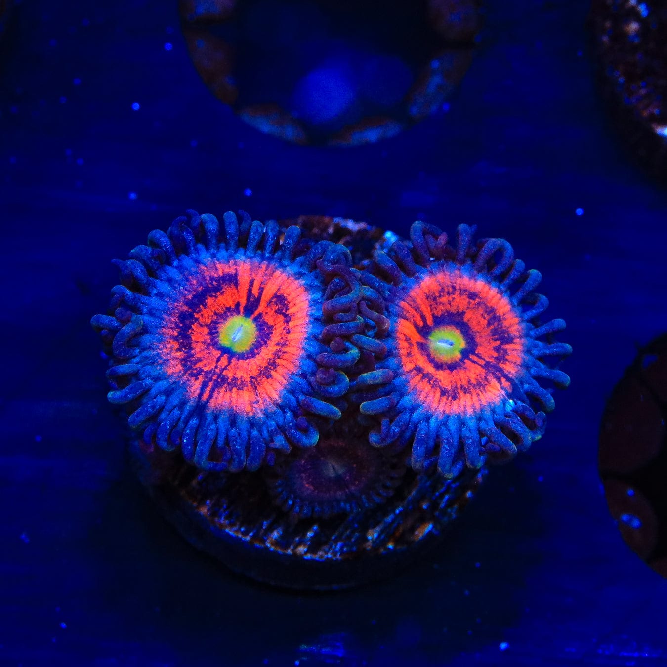Everlasting Gobstopper Zoanthids Coral - Vibrant Saltwater Aquarium Coral for Reef Tanks | Perfect for Marine Aquascaping & Coral Propagation