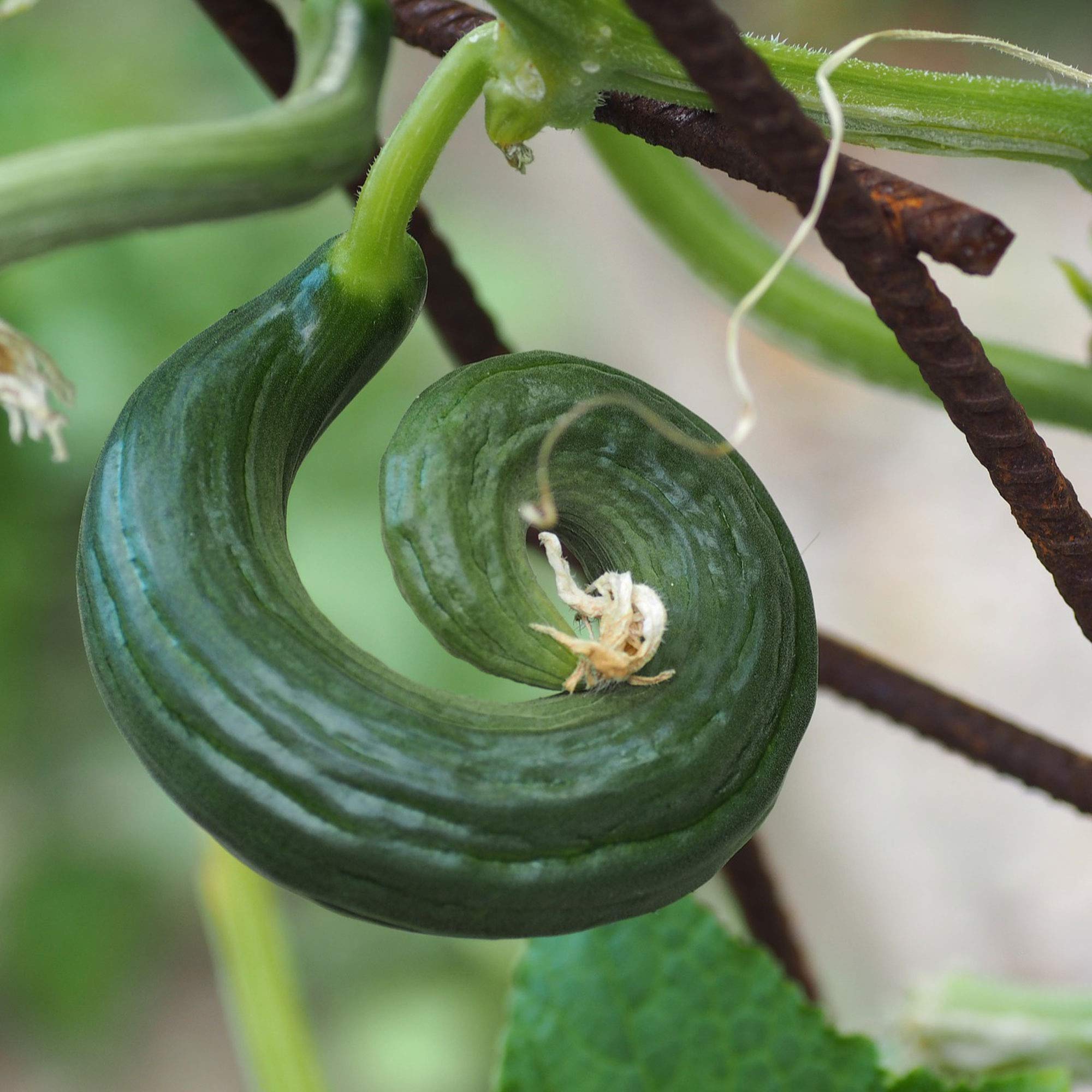 Metki Dark Green Armenian Cucumber Seeds - 5 Lb (~76,000 Seeds) | Non-GMO Heirloom Open-Pollinated Cucumis Sativus | Farm & Garden Vegetable Seeds for Fresh Salads, Pickling & Home Gardening