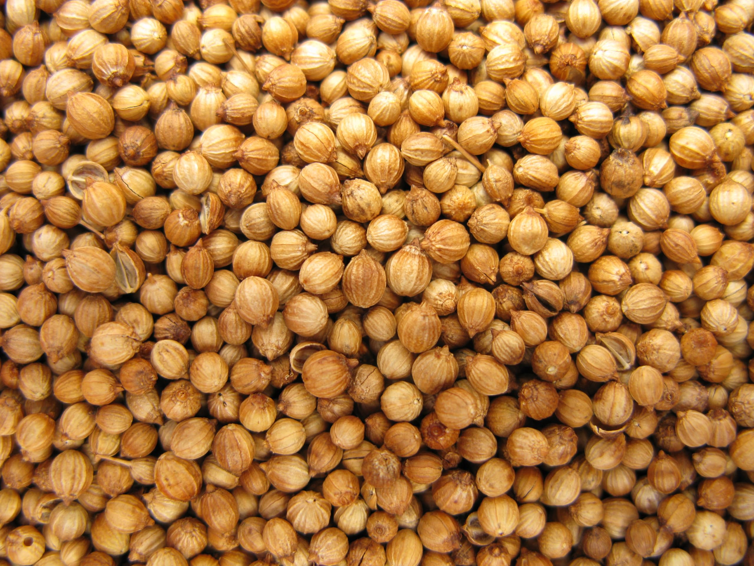 Organic Coriander Seeds 16 Oz - 100% Certified, Non-GMO, Raw, Non-Irradiated - Perfect for Cooking, Baking, and Herbal Remedies