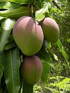Fairchild Mango Tree (Mangifera Indica) - 3 Gallon Live Tropical Fruit Tree - Sweet Edible Homegrown Mangoes - Perfect for Backyard Gardens, Patio Containers & Fresh Fruit Lovers