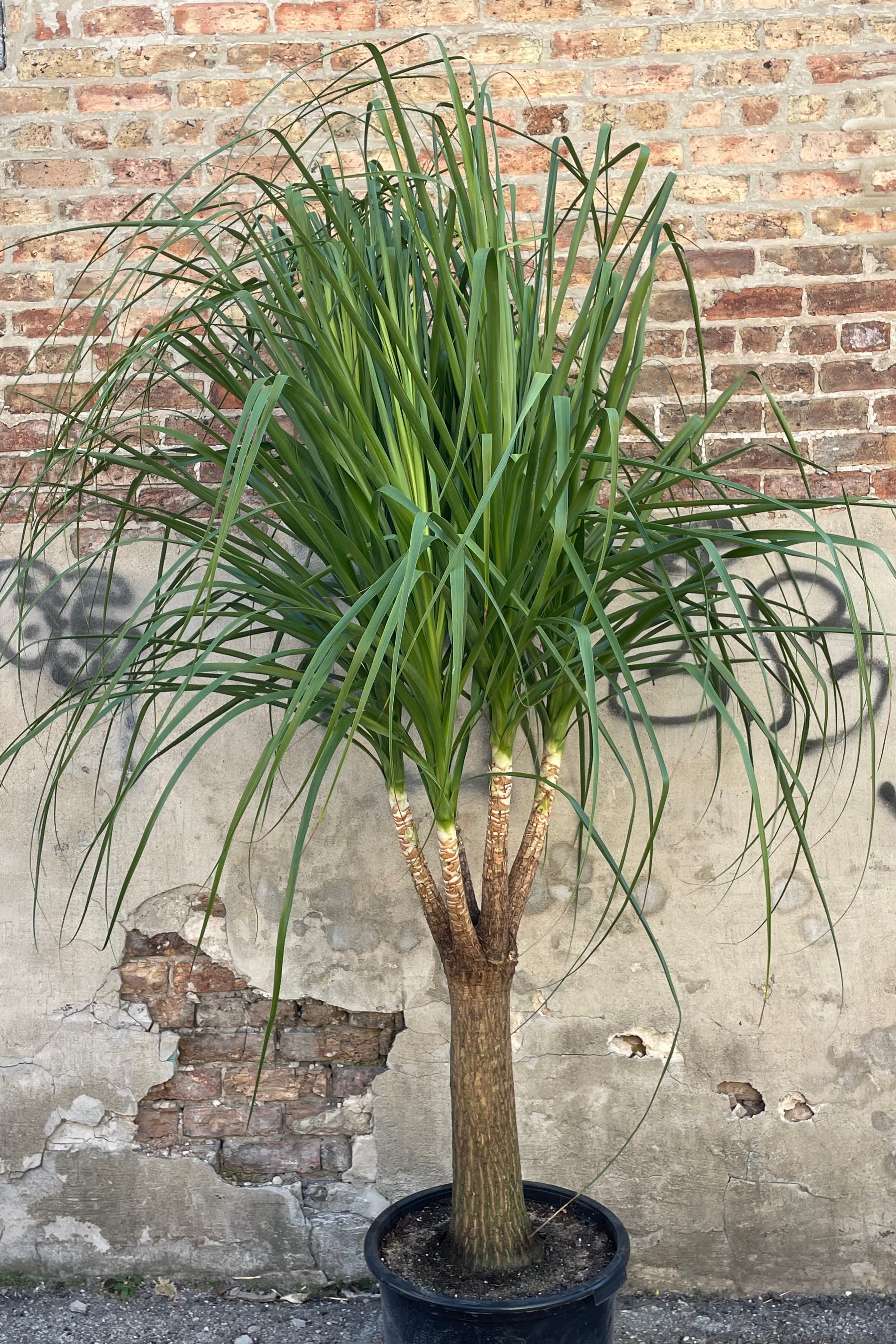 Beaucarnea Ponytail Palm 17