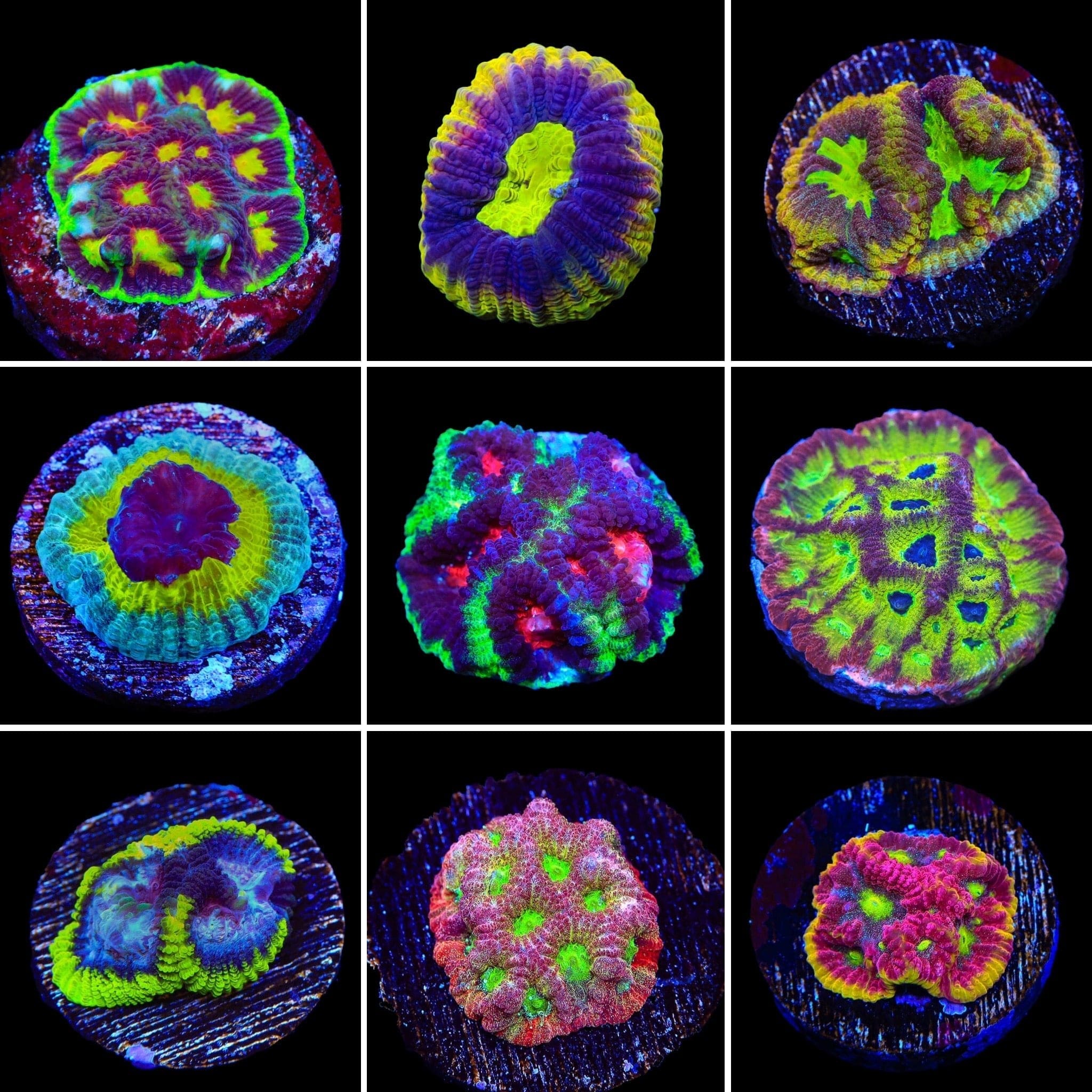 Favia 3 Coral Frag Pack for Saltwater Aquariums - Live Coral Frags for Reef Tanks, Nano Tanks & Marine Aquascaping