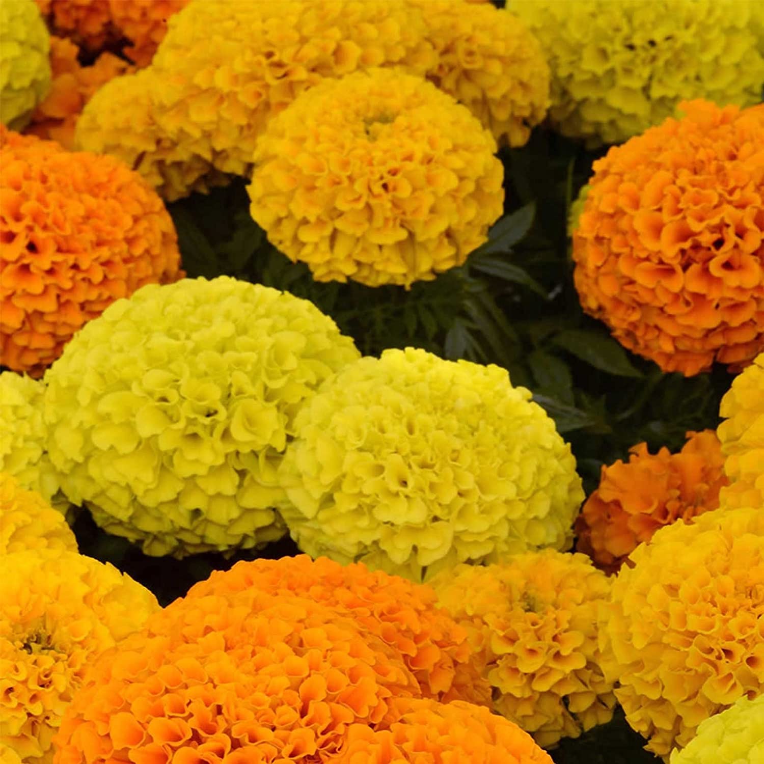 African Marigold Flower Seeds - Taishan Series F1 Mix - 100 Seeds - Tagetes Erecta - Annual Flower Gardening Seeds for Borders, Containers & Pollinator Gardens