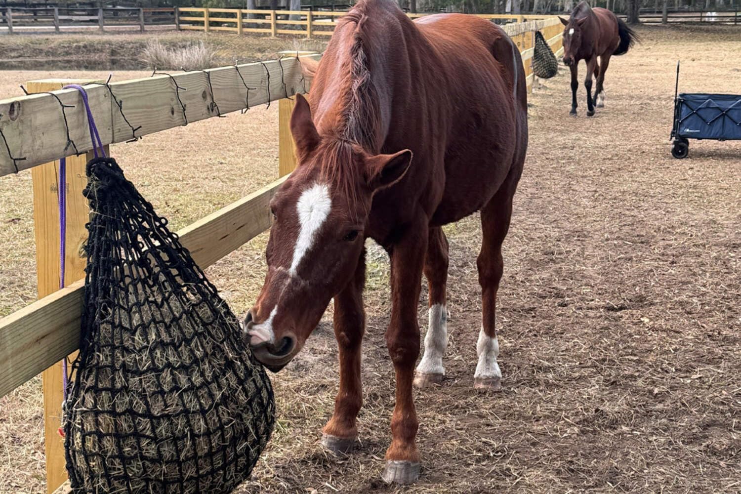 Medium Knotless Slow Feed Hay Net 3/4