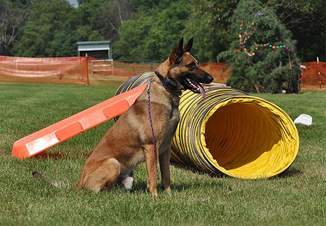 Michael Ellis Electric Training Collar for Dogs - Remote Control, Rechargeable, Waterproof - Perfect for Obedience Training & Behavior Correction at Home or Outdoors