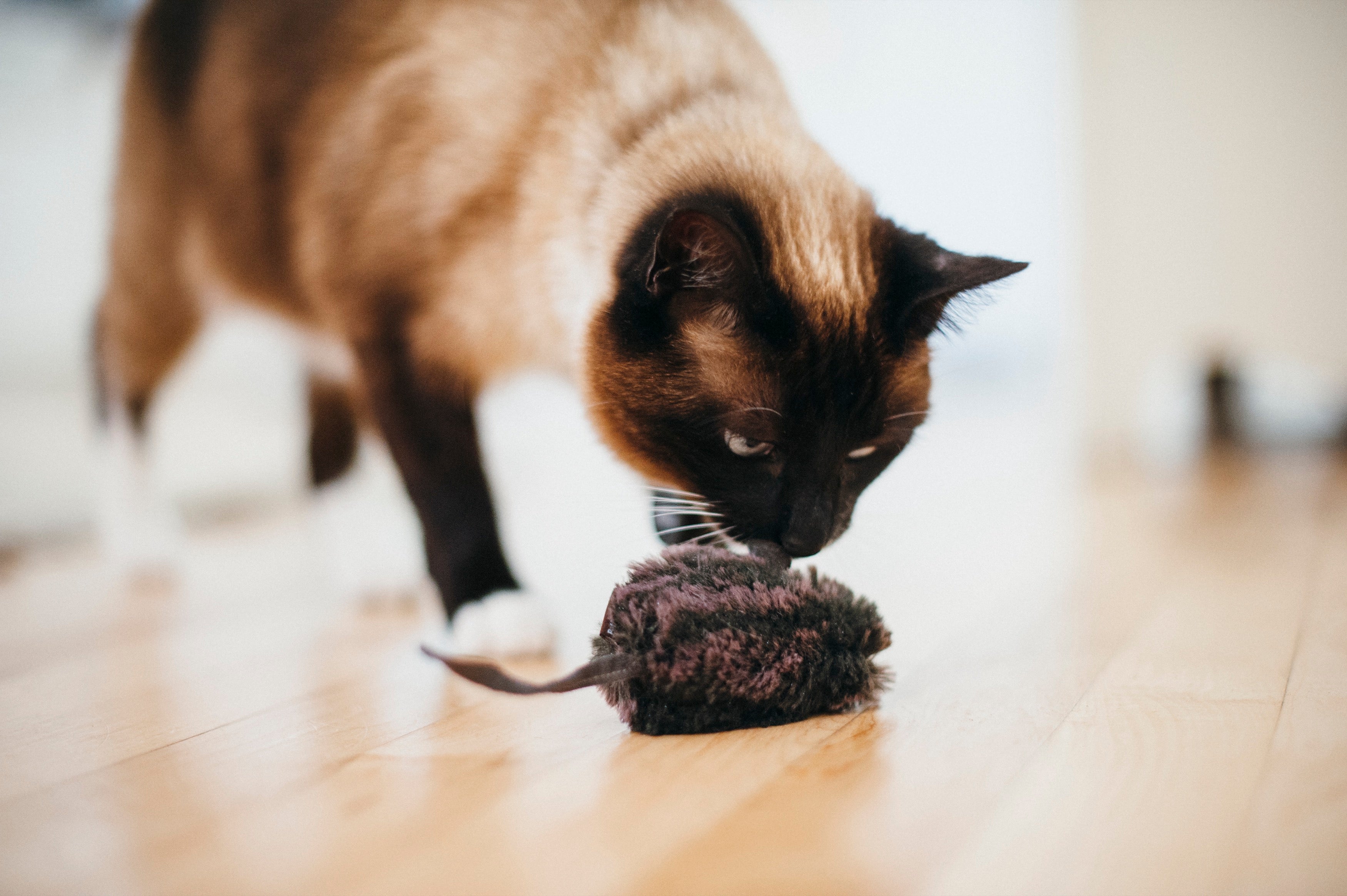 Feline Frenzy Catnip Toy for Cats - Catch a Meowse Interactive Play (2-Piece Set) | Pet P.L.A.Y. - Perfect for Indoor Play & Stimulating Natural Hunting Instincts
