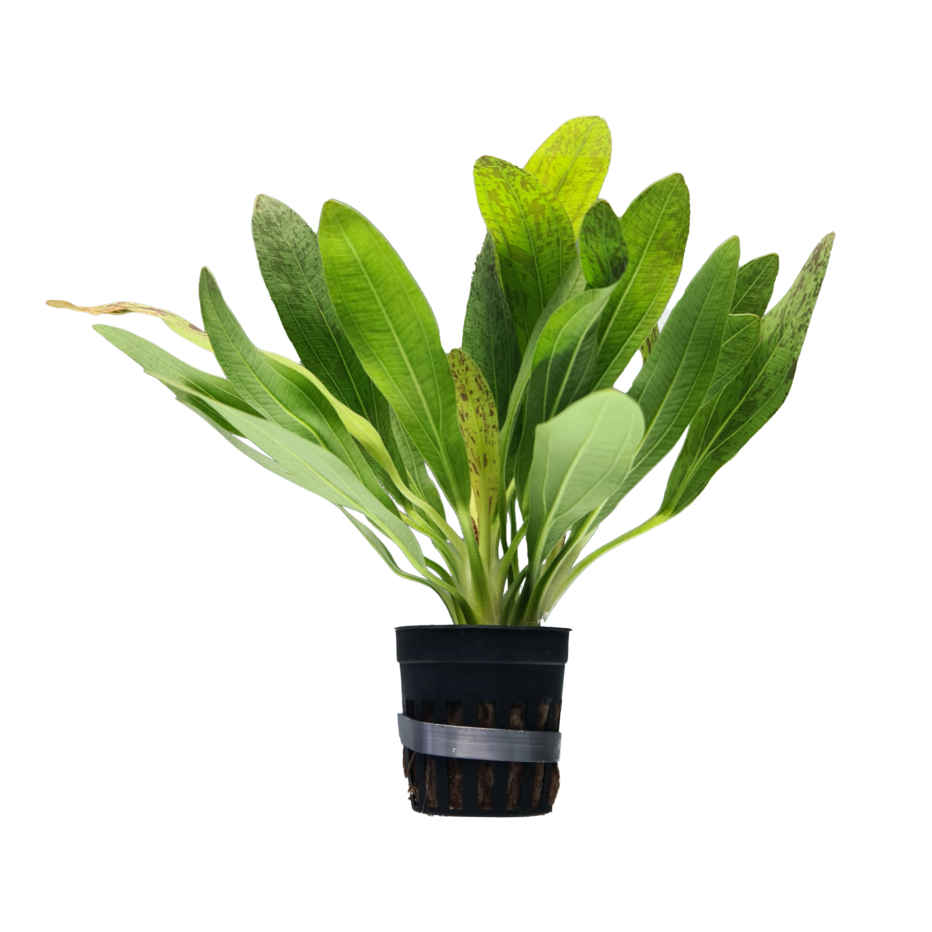 TCulture Echinodorus Uruguayensis Variegated Live Aquarium Plant (Potted) - Perfect for Freshwater Fish Tanks, Aquascaping & Aquatic Gardens