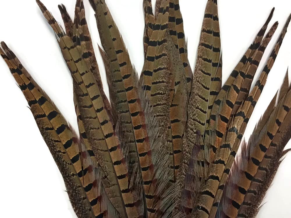 50 Pieces Bulk Natural Brown Ringneck Pheasant Tail Feathers 10-12