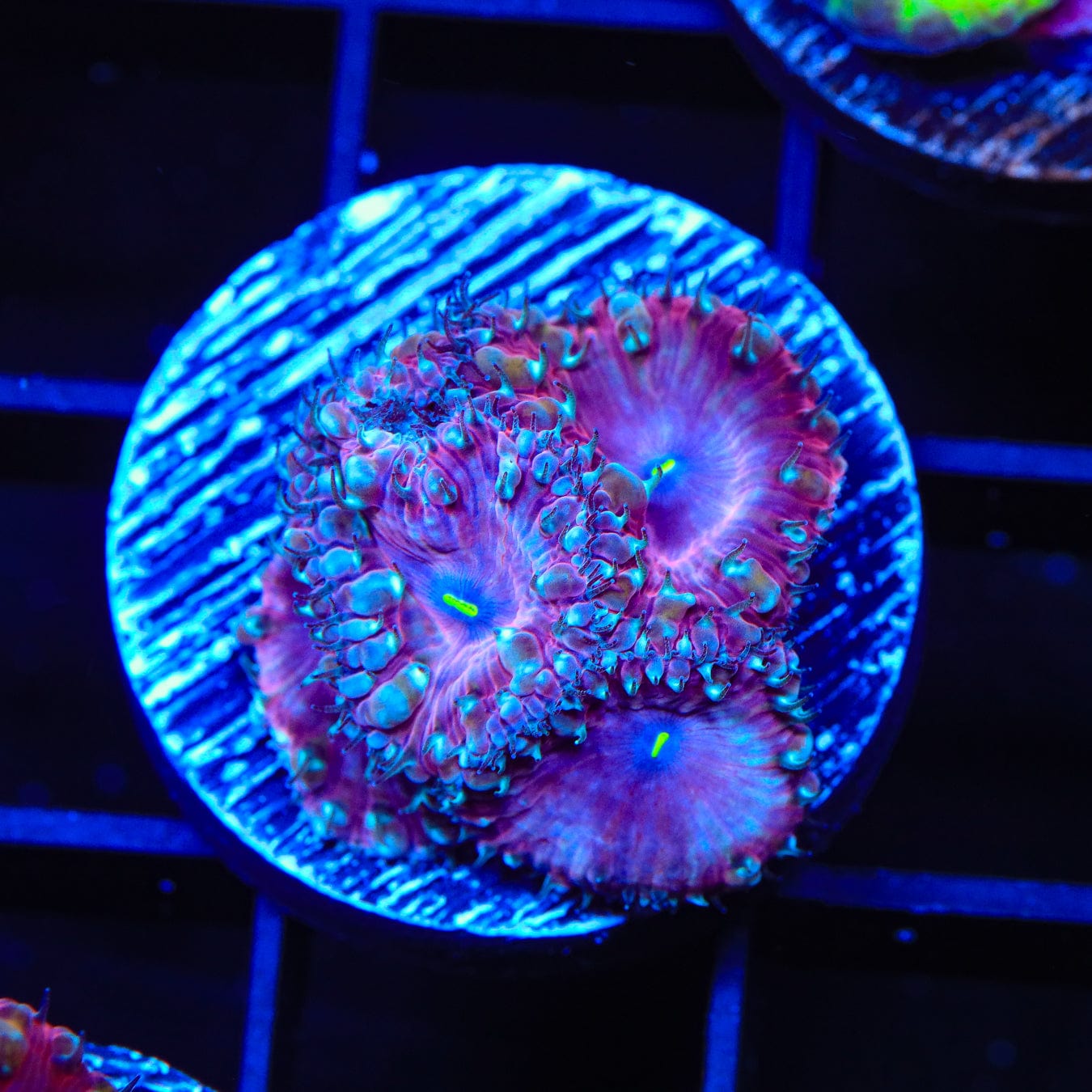 Premium Live Cranberry Blastomussa Coral for Saltwater Aquariums - Vibrant Color & Easy Care | Perfect for Reef Tanks, Coral Displays & Marine Aquascaping