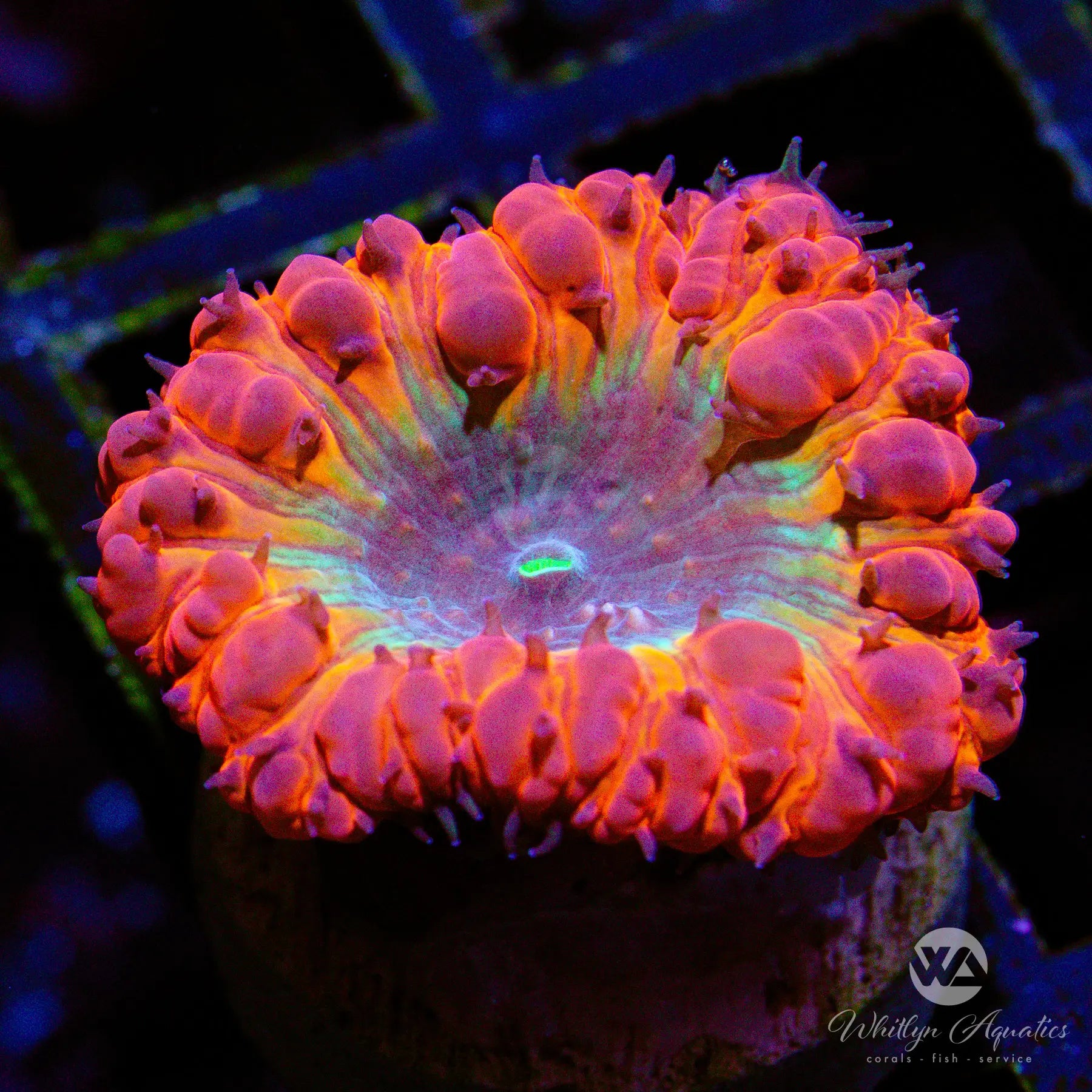 A50 WA Rainbow Melt Blasto - New Release! WYSIWYG Live Coral for Saltwater Aquariums - Perfect for Reef Tanks & Marine Displays