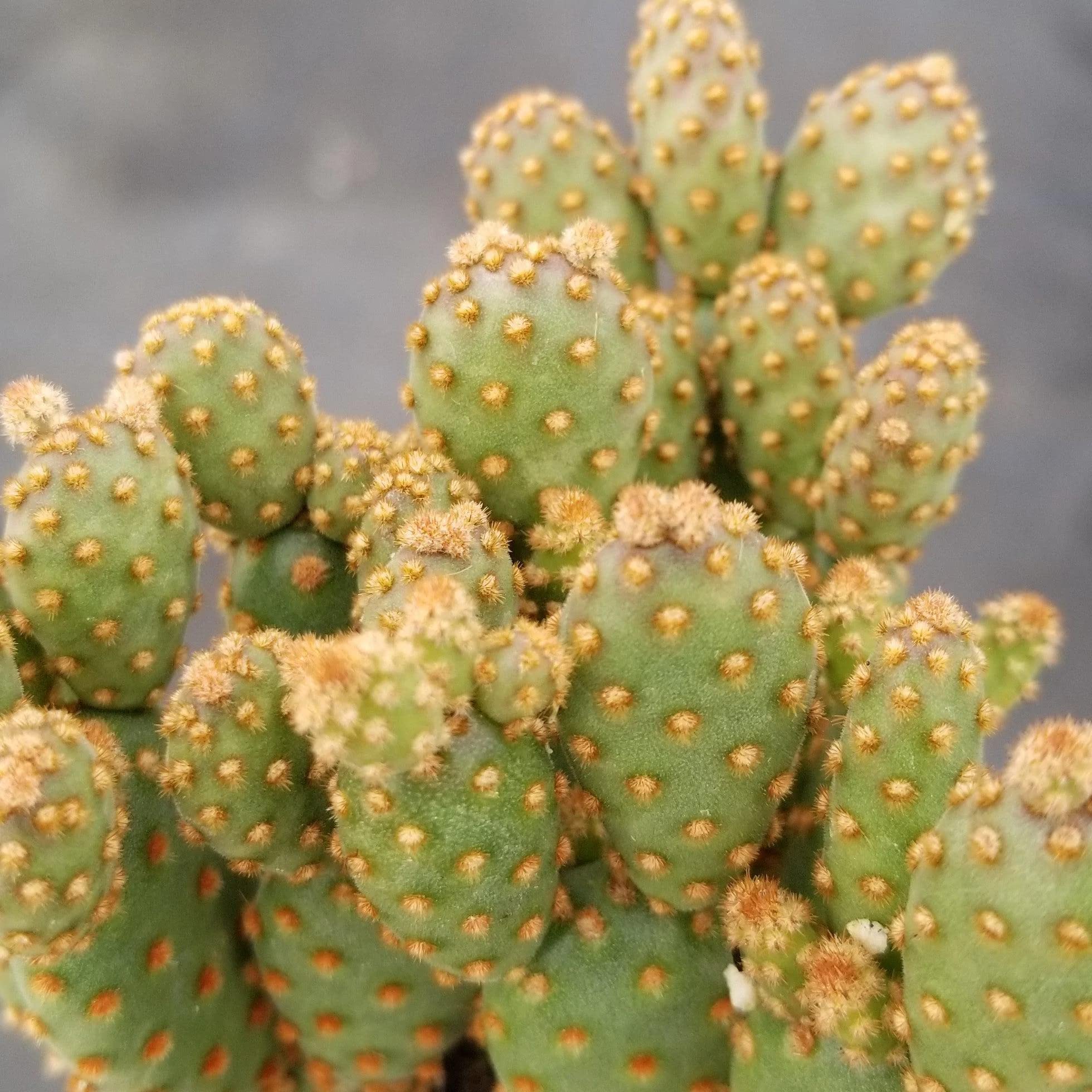 Opuntia Rufida Minima Monstrose Cactus - Rare Live Succulent Plant for Home Decor, Office Desk & Terrarium | Easy Care Indoor Cactus for Beginners