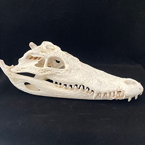 Authentic YOUF Real Animal Bones for Taxidermy - Crocodile Specimen for Home Decor, Art Collection & Unique Gifts | Perfect for Gothic Decor, Oddity Cabinets & Natural History Displays