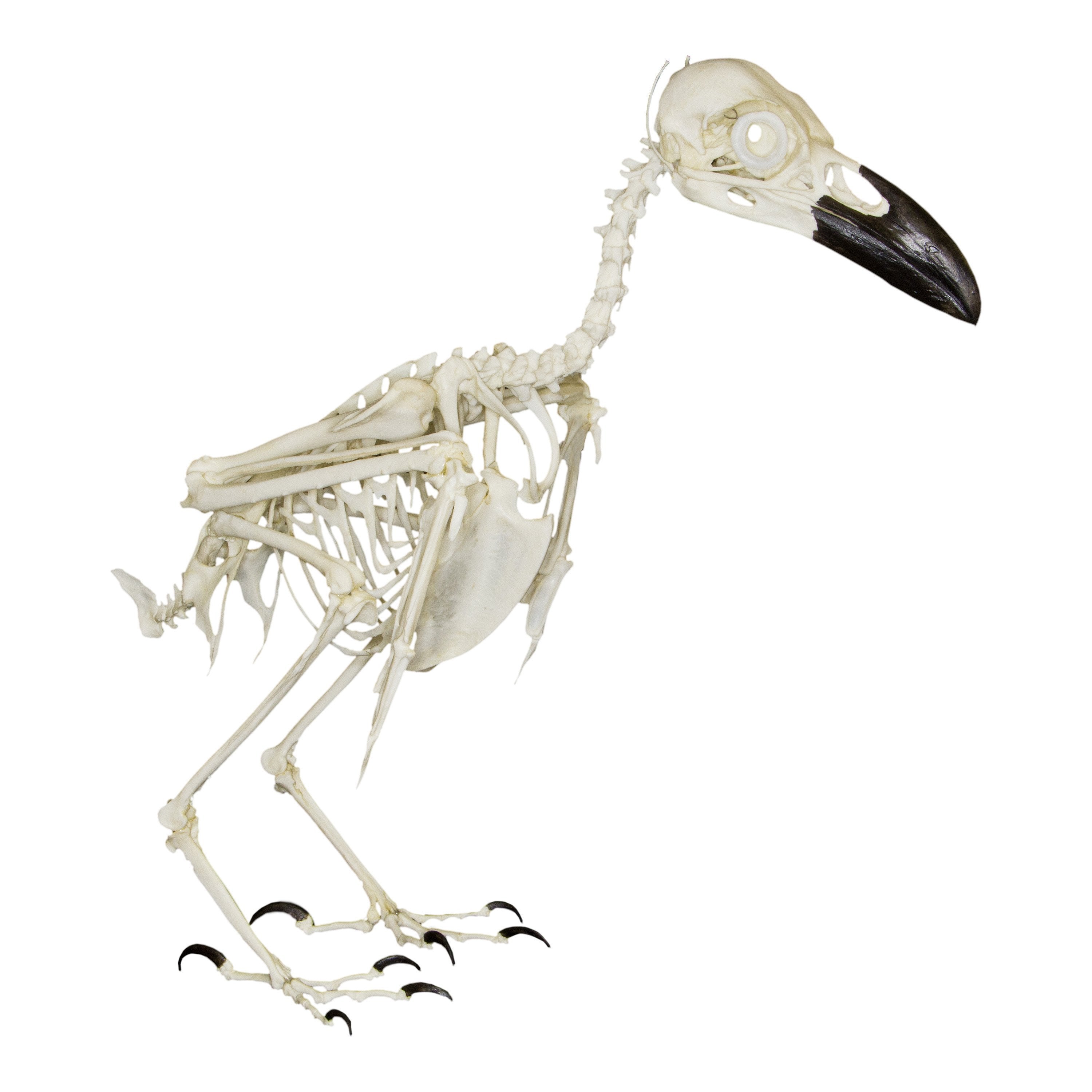 Authentic Raven Skeleton Replica - High-Quality Decorative Skull for Gothic Home Decor, Halloween Props & Witchcraft Altar Supplies