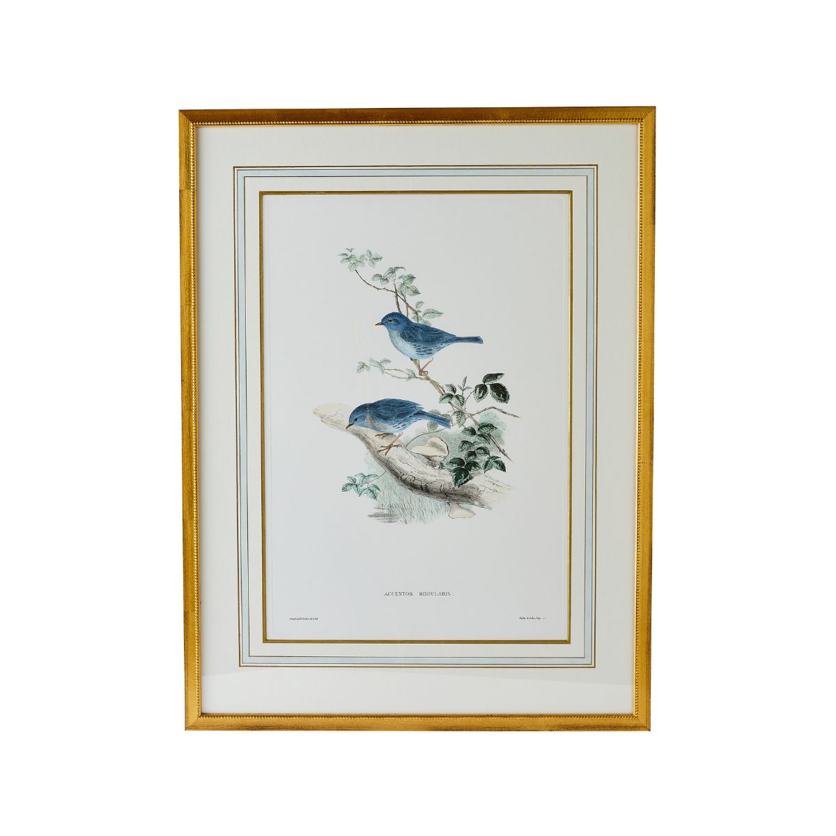 J. Gould Print 1 - Vintage Art Print for Home Decor, Office Wall Art & Gift Ideas | Premium Quality Fine Art Reproduction