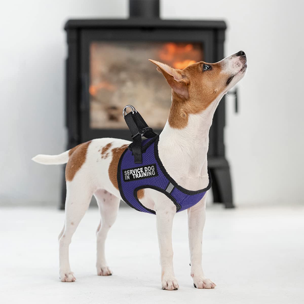 Dogline York Step-in Mesh Dog Harness with Service Dog Training Patches - No-Choke Soft Padded Vest for Small, Medium & Large Dogs (22-24