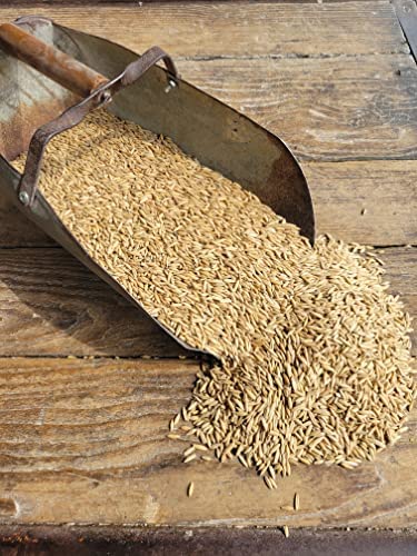 Premium Feed Grade Oats for Horses & Livestock - 50 lb Bag | High Protein Whole Grain Oats for Animal Nutrition, Farm & Stable Use