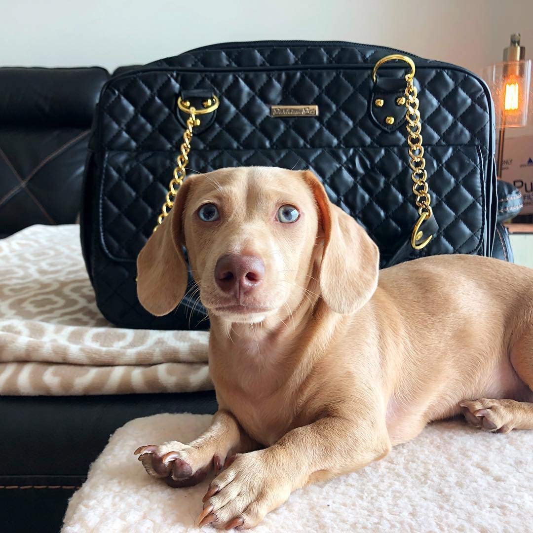 Parisian Pet Dog Purse - Fashionable Breathable Pet Carrier Handbag for Small & Medium Dogs with Golden Chain - Perfect for Travel, Shopping & Outdoor Adventures