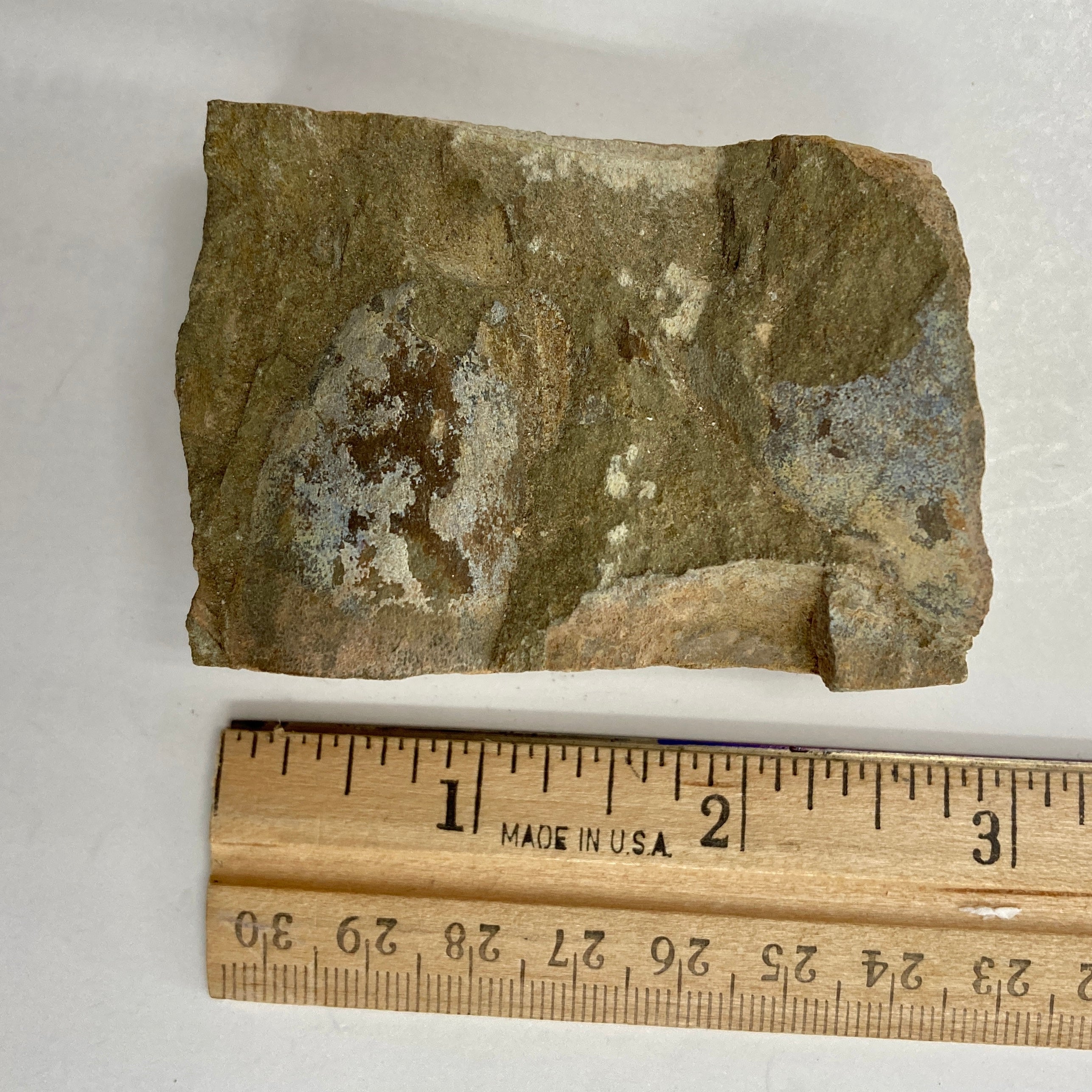 Jawless Fish (Cyathaspidida) - Prehistoric Fossil Specimen for Collectors, Paleontology Enthusiasts & Science Education | Perfect for Display, Research & Classroom Learning