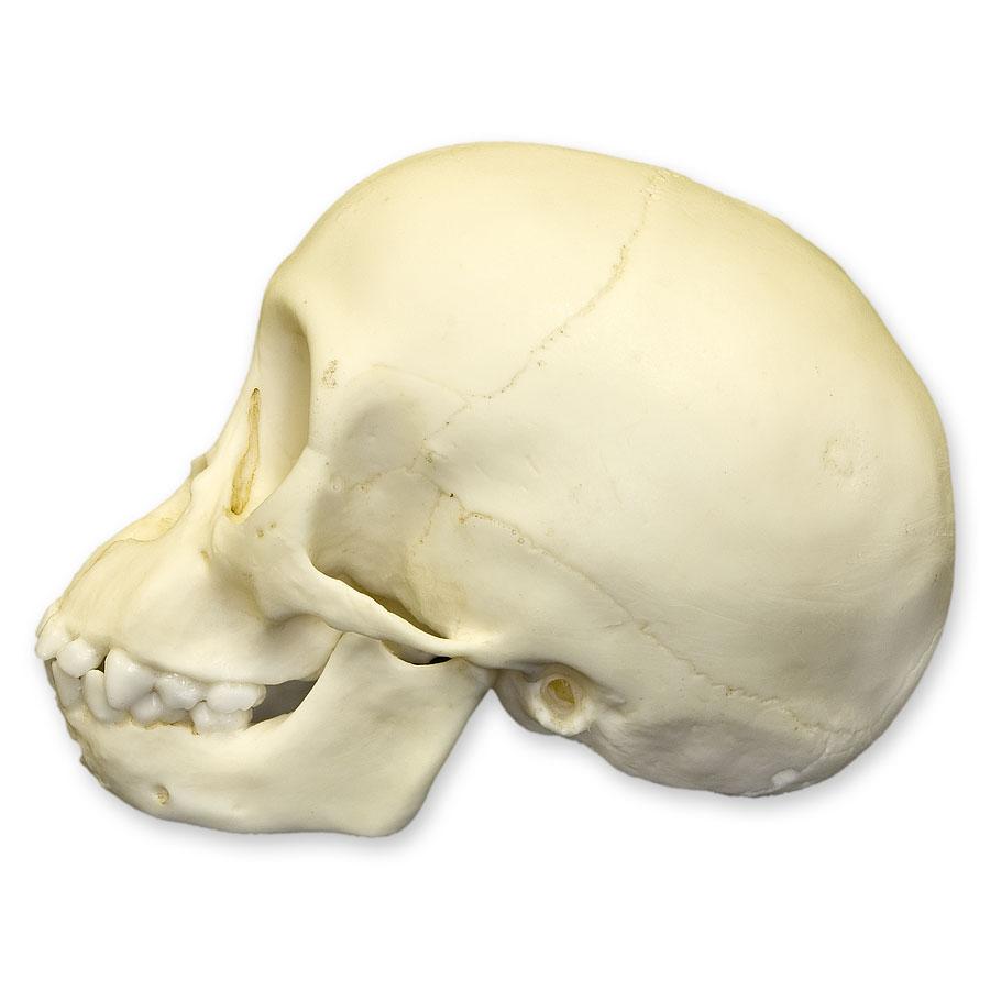 Authentic Replica Chimpanzee Infant Skull - High-Quality Primate Skull Model for Science Education, Anthropology Studies & Museum Displays - Perfect for Classroom, Research & Collectors