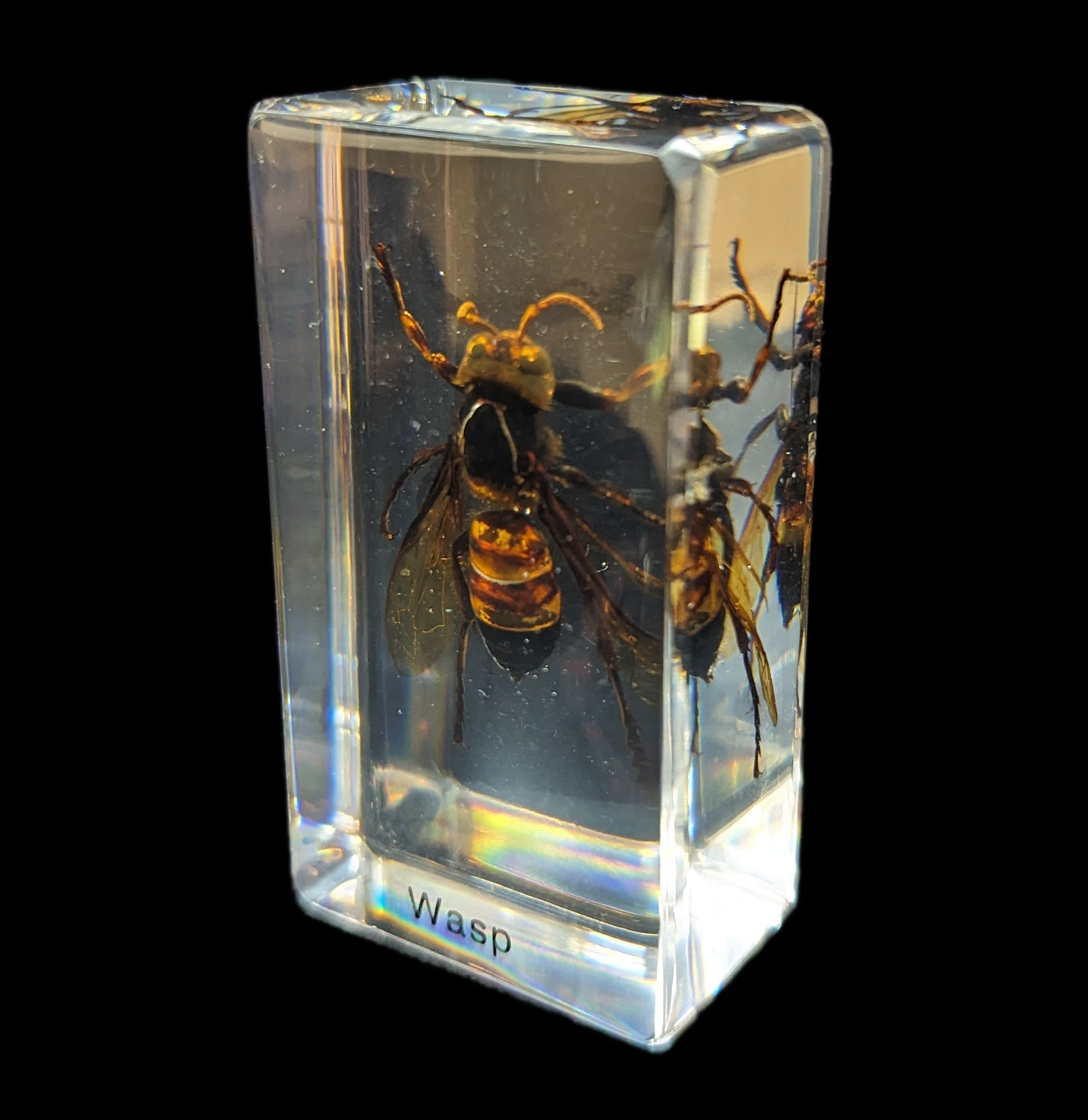 Wasp Repellent Spray - Natural & Effective Wasp Killer for Outdoor Use - Safe for Home, Garden, and Patio - Keep Wasps Away from BBQ, Picnic, and Camping Areas