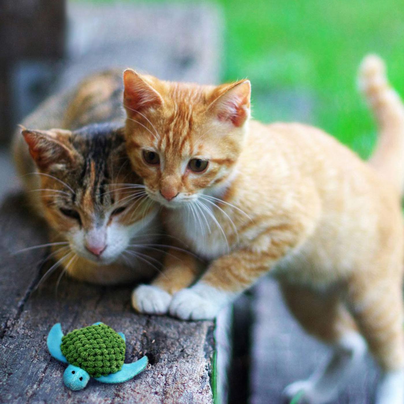 KONG Refillable Catnip Turtle Toy for Cats - Durable Interactive Play for Indoor & Outdoor Fun - Perfect for Playtime, Training & Stress Relief