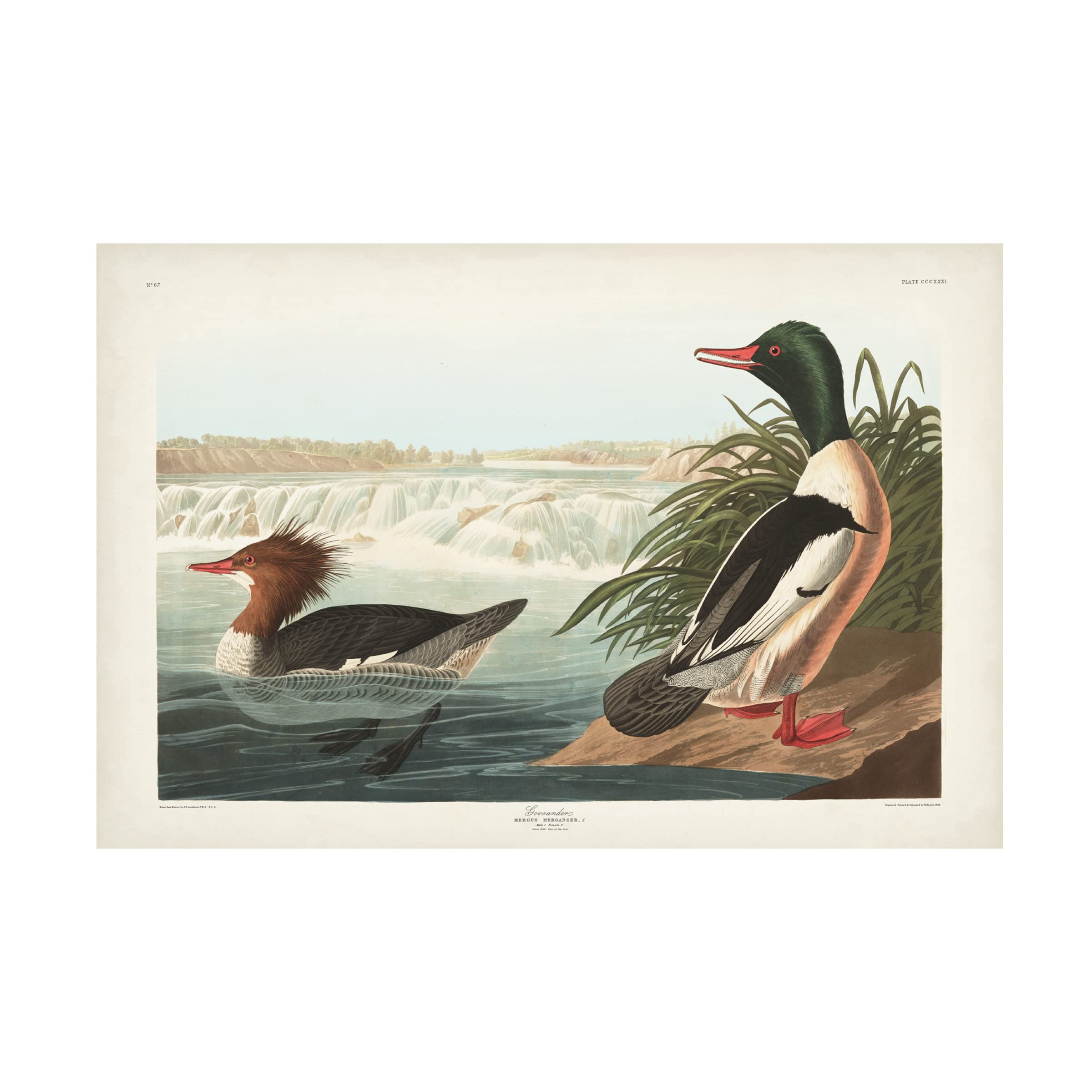 John James Audubon 'Goosander Duck' Canvas Art Print 16x24 - Premium Wildlife Wall Decor for Living Room, Office & Nature Lovers