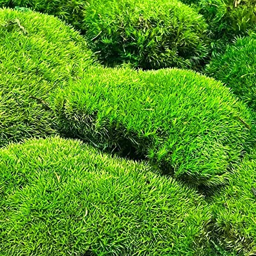 Preserved Pole Moss Pillow Bun Cushion - 4.5 sq.ft Natural Green Moss for DIY Terrariums, Gardening, Wall Decor, Florist Arrangements, Easter & Wedding Table Decor - Perfect for Home, Office & Event Decoration