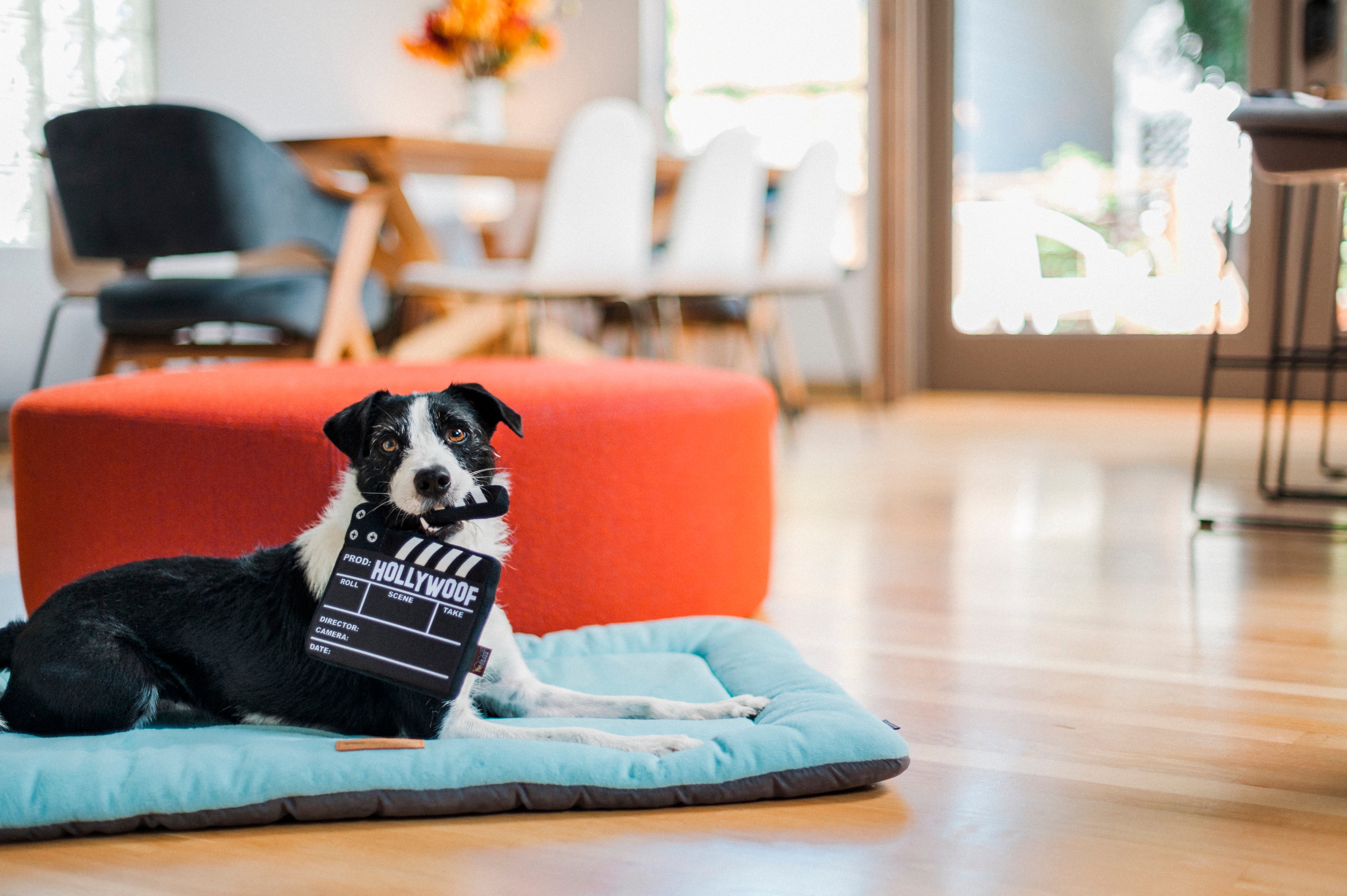 Hollywoof™ Plush Dog Toy - Interactive Puzzle Board for Dogs | Pet P.L.A.Y. | Perfect for Training, Boredom Relief & Mental Stimulation
