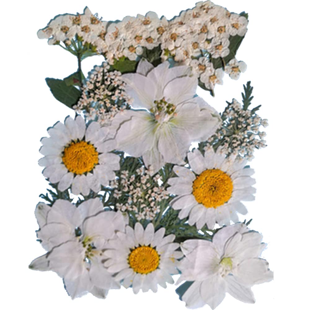 30 Pack Transparent Dried Flower Bookmarks for Books - Handmade Floral Bookmark Set with Real Pressed Flowers (Bag F-15) - Perfect for Reading, Journaling, Scrapbooking & DIY Crafts Gifts