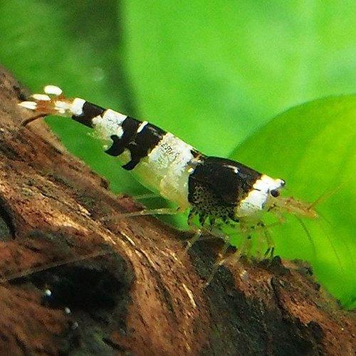 Premium Crystal Black Shrimp (Caridina cantonensis) - Live Freshwater Aquarium Shrimp for Nano Tanks, Shrimp Breeding & Planted Aquascapes | Perfect for Beginners & Experts