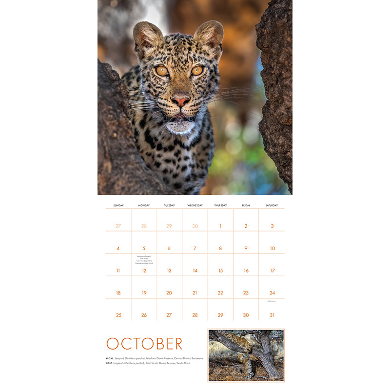 2026 Big Cats Wall Calendar - Stunning Wildlife Photography, Monthly Planner for Home & Office Decor, Perfect Gift for Animal Lovers