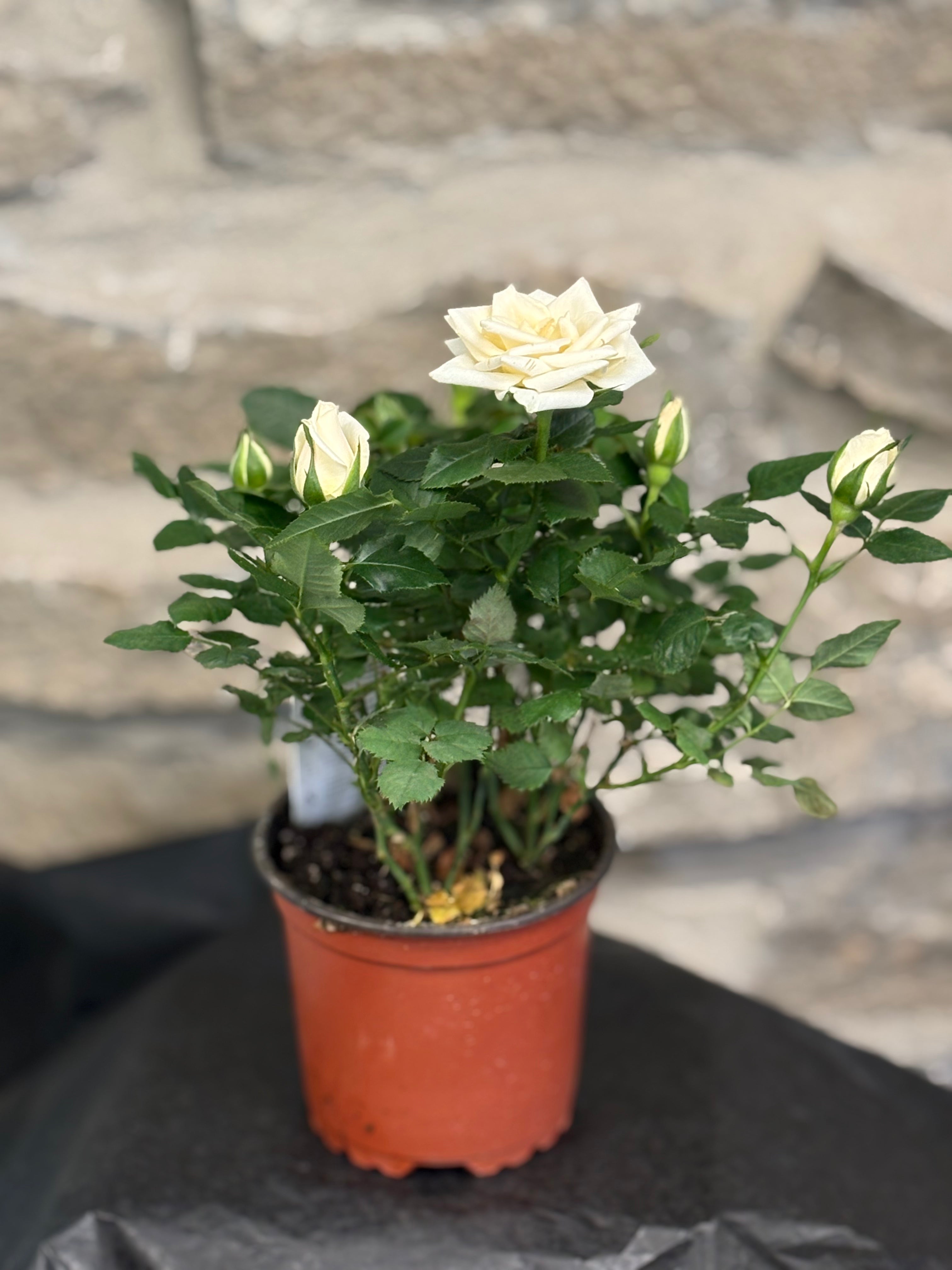 Miniature Potted Rose Bush - Small Indoor Rose Plant for Home Decor, Gifts, and Office Spaces | Perfect for Windowsills, Desks, and Tabletop Displays