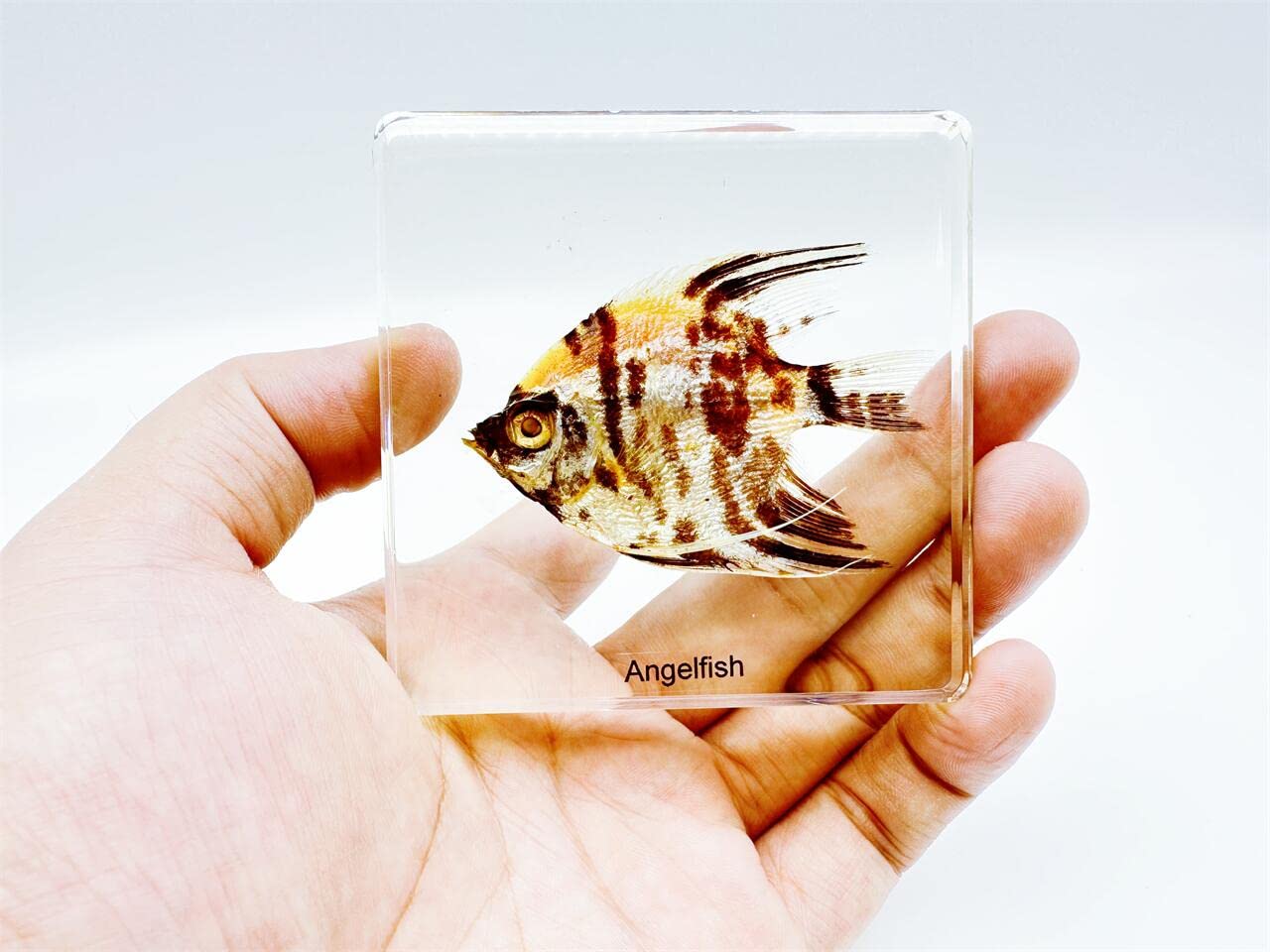 High Definition Amber Resin Specimens (Starfish, Scorpion, Cockroach, Butterfly, Fish, Dragonfly, Angelfish) - Perfect for Kids' Science Education, Nature Collection & Home Decor | Great for School Projects, Science Fairs & Unique Gift Ideas