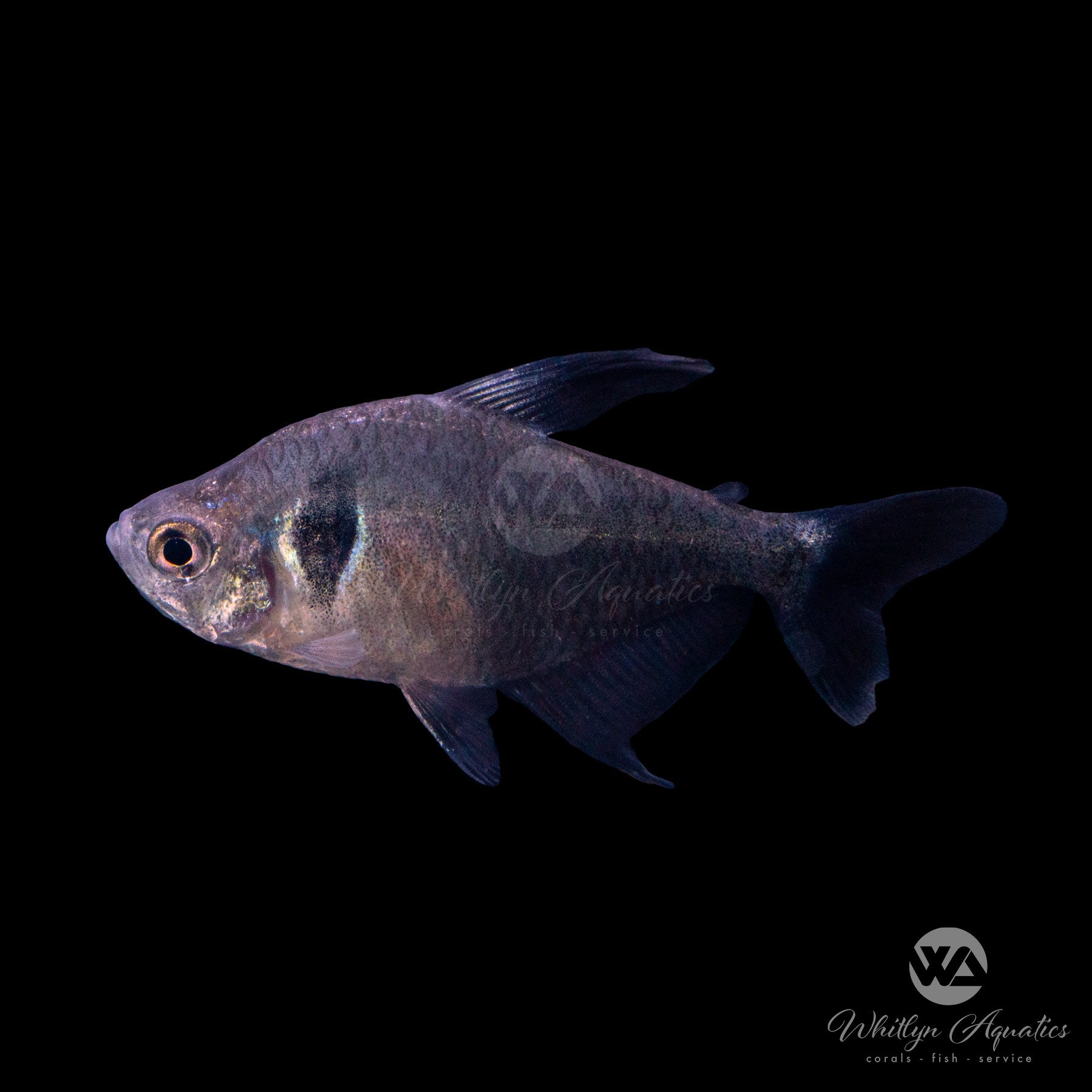 Black Phantom Tetra Fish (Hyphessobrycon megalopterus) - Live Freshwater Aquarium Fish for Community Tanks & Planted Aquascapes