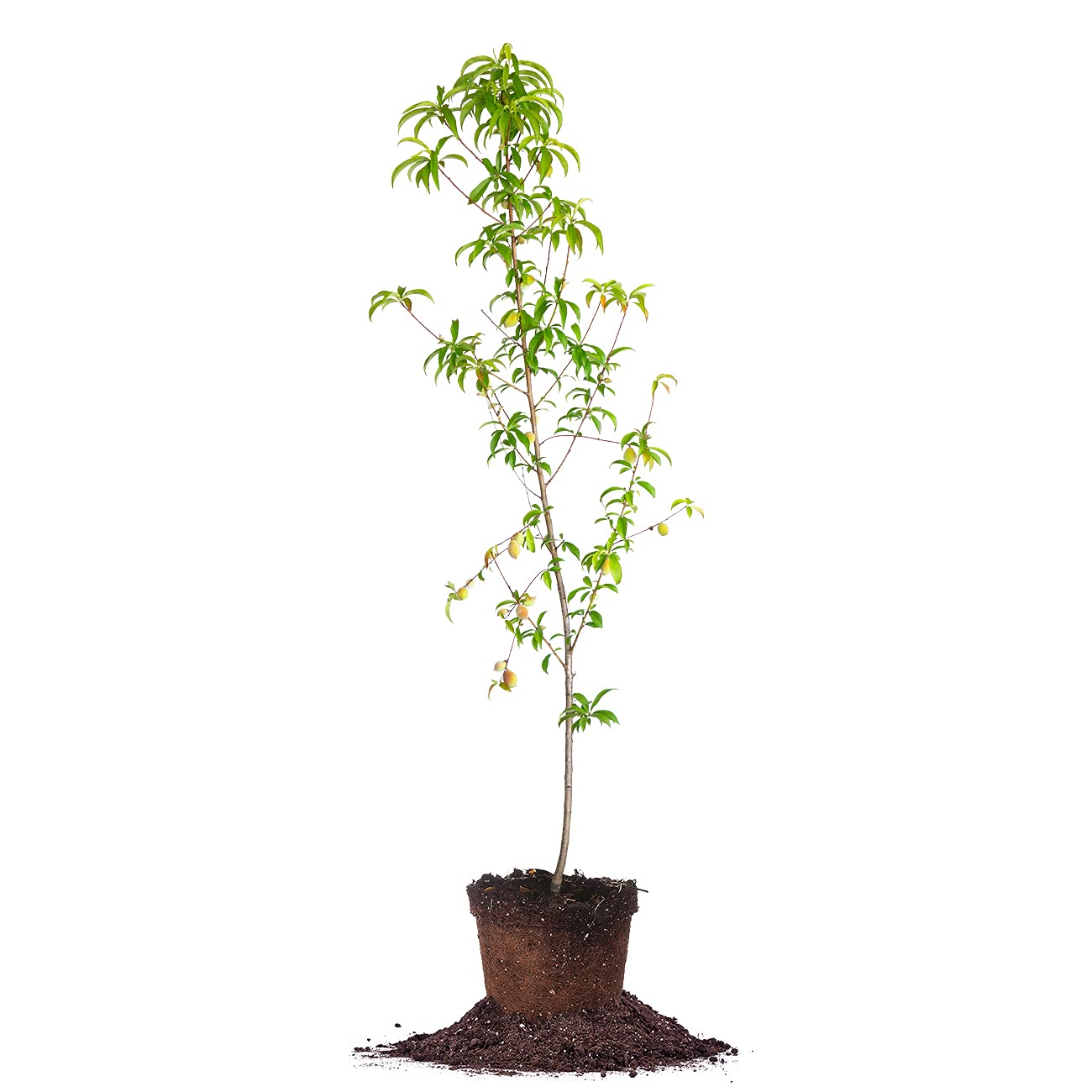 PERFECT PLANTS Belle of Georgia White Peach Tree 4-5ft Tall | Large Juicy Peaches | High Yield Fruit Tree | Self-Pollinating | Perfect for Backyard Orchards & Fresh Fruit Gardens