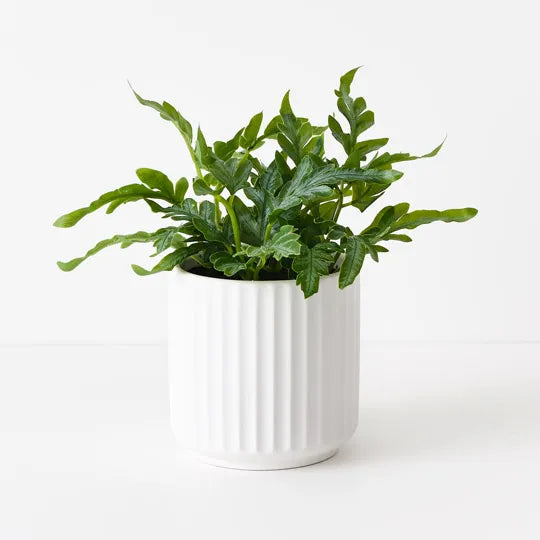 Kangaroo Fern in Pot - Indoor House Plant for Home & Office Decor - Perfect for Living Room, Bedroom, and Workspace Greenery
