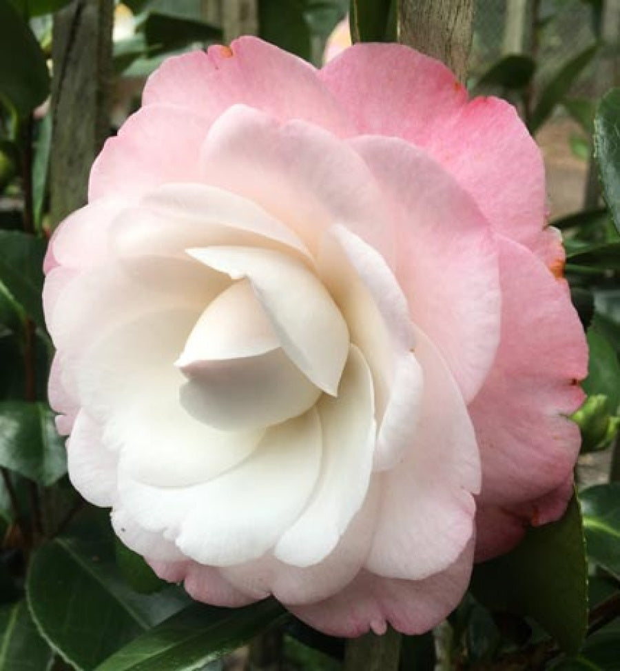 Camellia japonica 'Desire' - Beautiful Pink Japanese Camellia Flowering Shrub for Garden Landscaping & Outdoor Decor