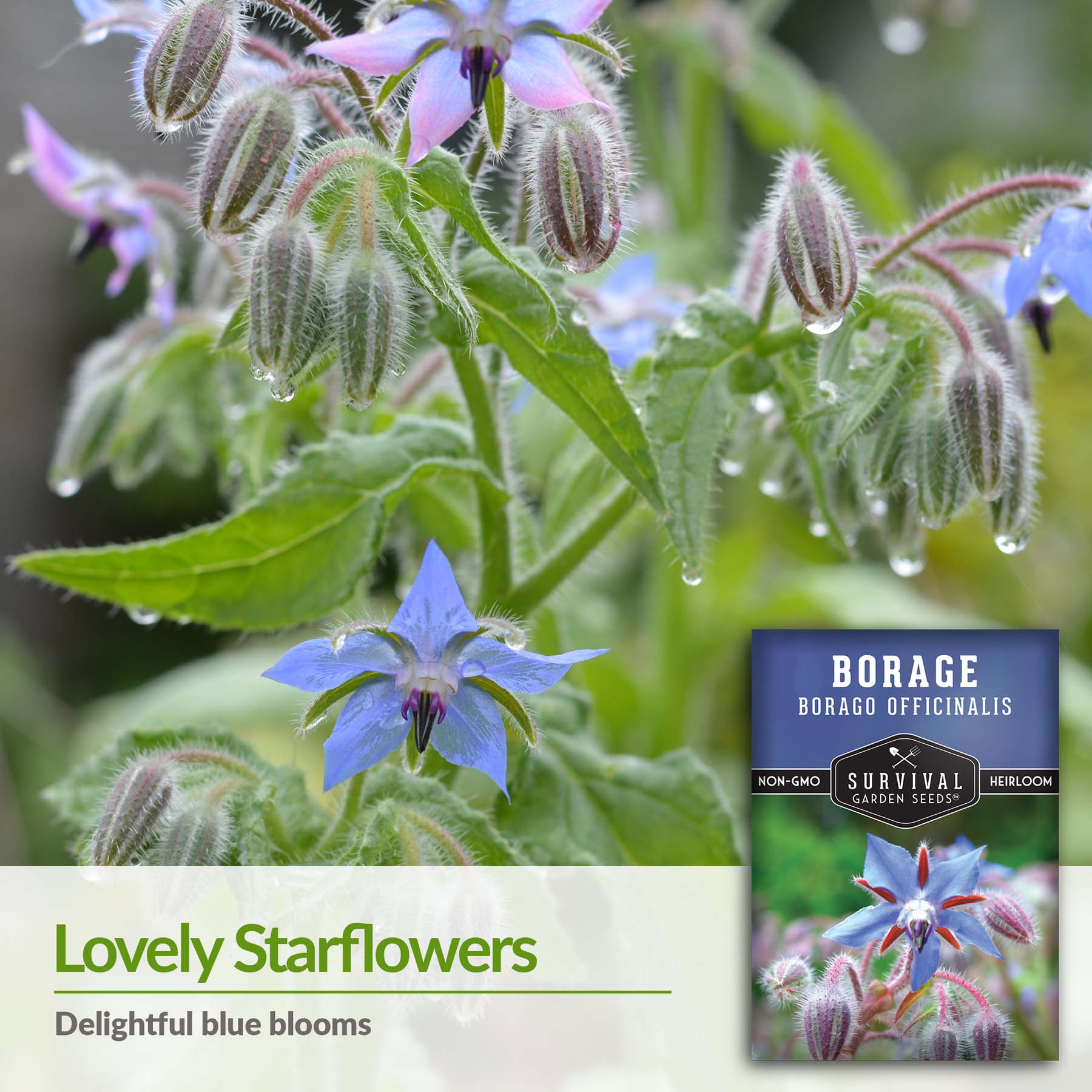Organic Borage Seeds for Planting - Non-GMO, Heirloom Herb Seeds for Garden, Kitchen & Medicinal Use - Perfect for Teas, Salads, and Pollinator Gardens