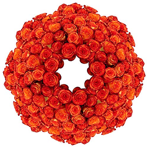 250 Fresh Cut Yellow-Red Roses - Premium Magic Roses for Weddings, Anniversaries & Special Events - Wholesale Fresh Flowers with Express Delivery