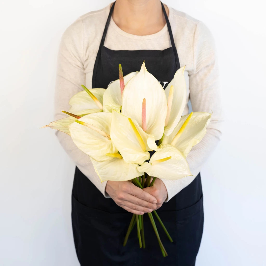 Anthurium Fair Maiden Tropical Flower - Exotic Live Houseplant for Home & Office Decor | Perfect for Indoor Gardens, Wedding Centerpieces & Tropical-Themed Events