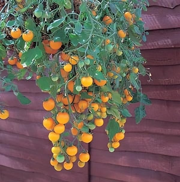 Seed Kingdom Yellow Tumbling Tom Hybrid Tomato Seeds - 10 Pack for Home Garden, Patio, and Container Planting | Non-GMO, Heirloom Variety for Fresh Salads & Cooking