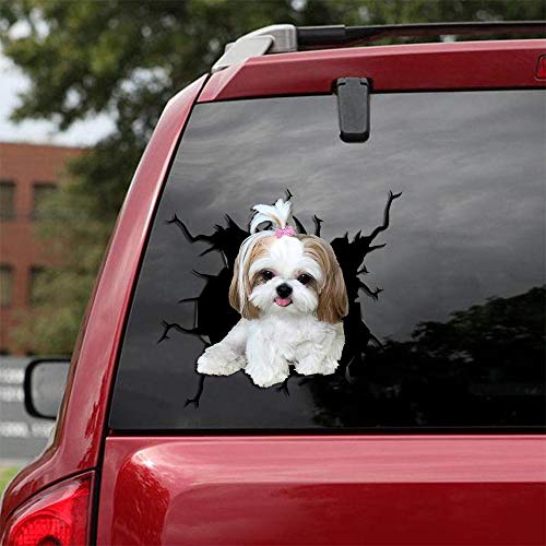 Shih Tzu-01