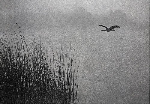 Lone Seagull