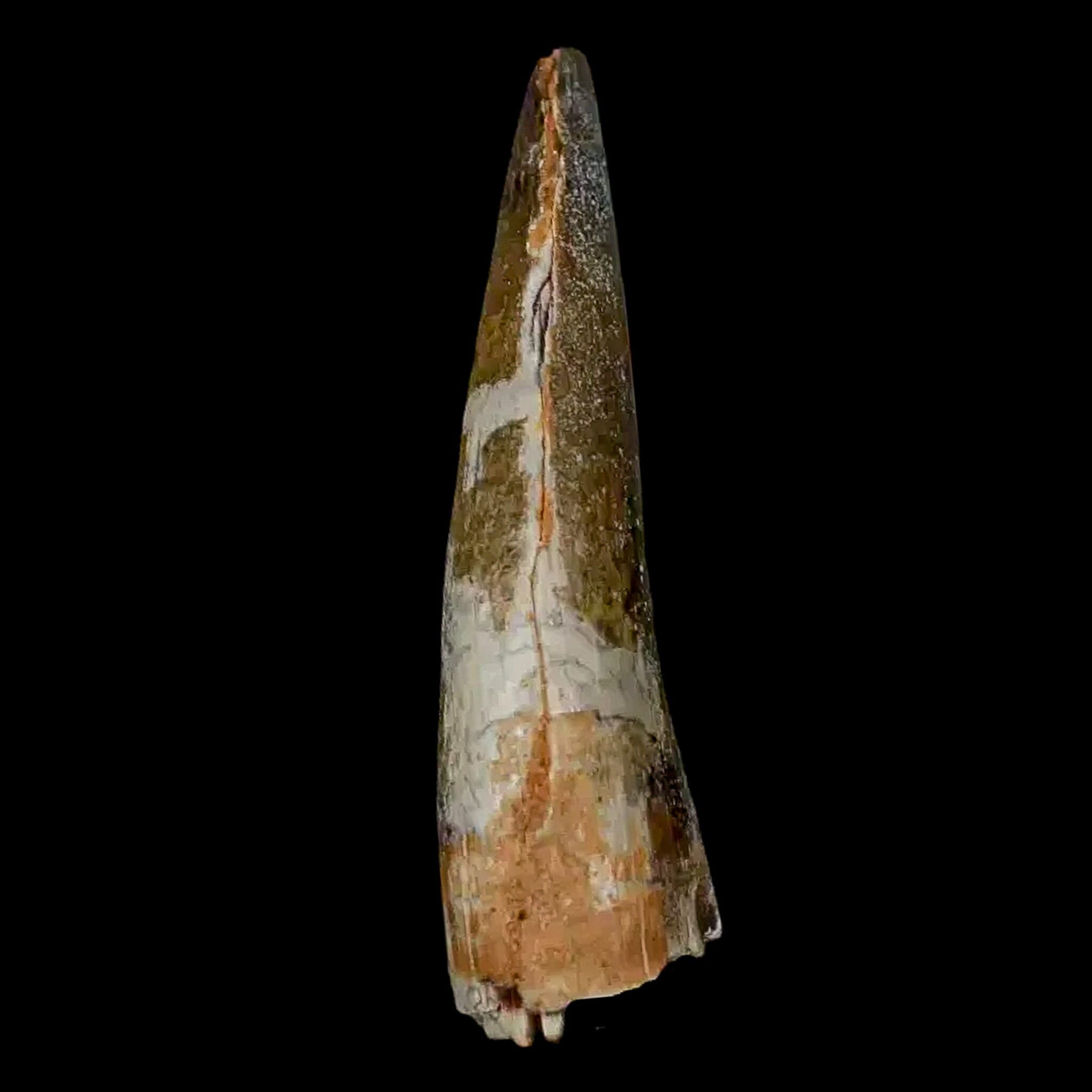 Authentic 2 Suchomimus Fossil Teeth - Cretaceous Spinosaurid Dinosaur Fossils from Niger with COA | Rare Dinosaur Collectibles for Paleontology Enthusiasts & Museum Displays