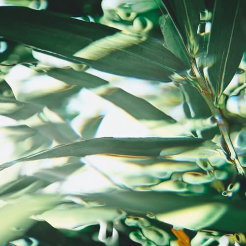 Olive Leaves