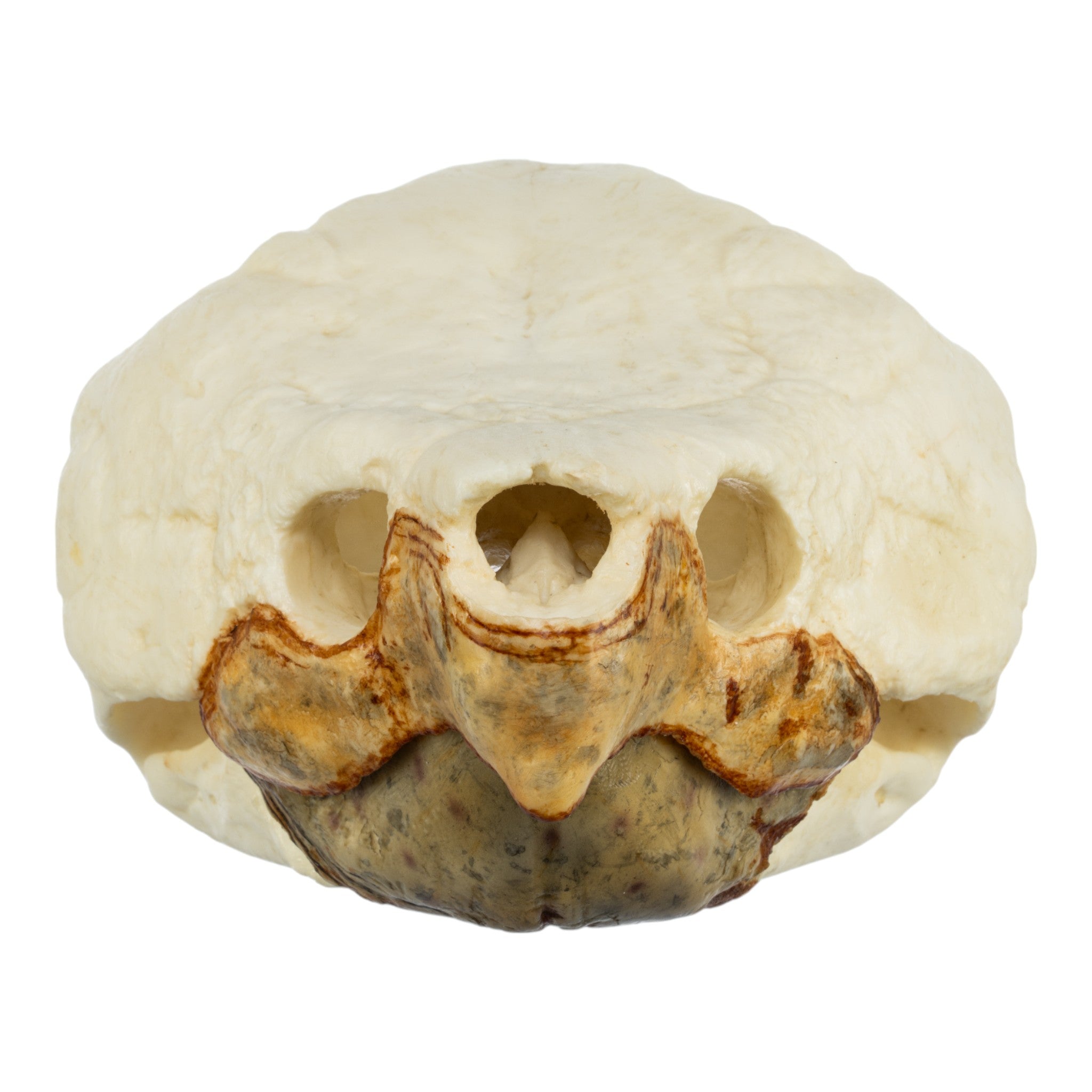 Authentic Replica Alligator Snapping Turtle Skull - Lifelike Educational Specimen for Science Classrooms, Nature Collections & Home Decor