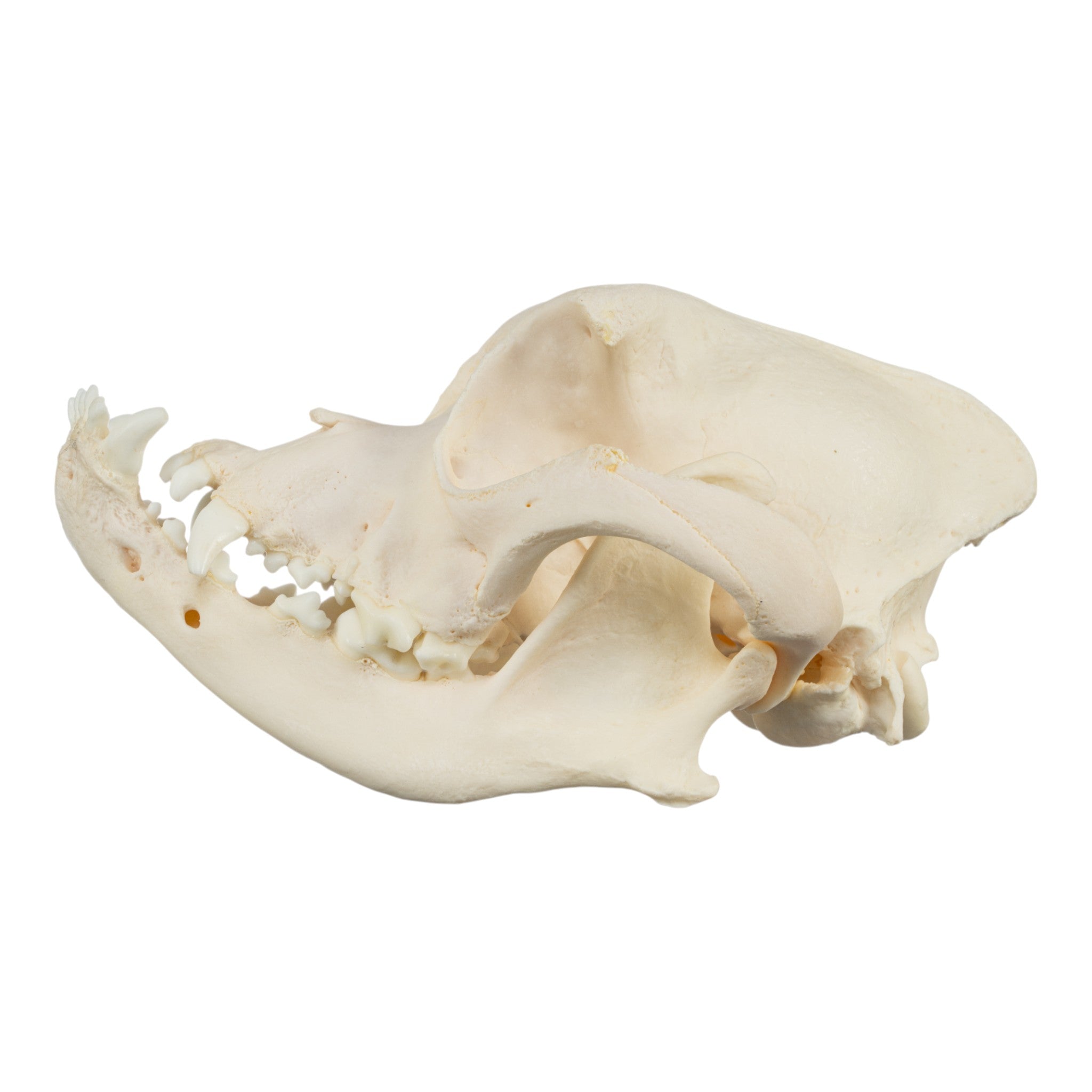 Authentic Boxer Dog Skull - Real Domestic Canine Specimen for Veterinary Study, Taxidermy & Halloween Decor